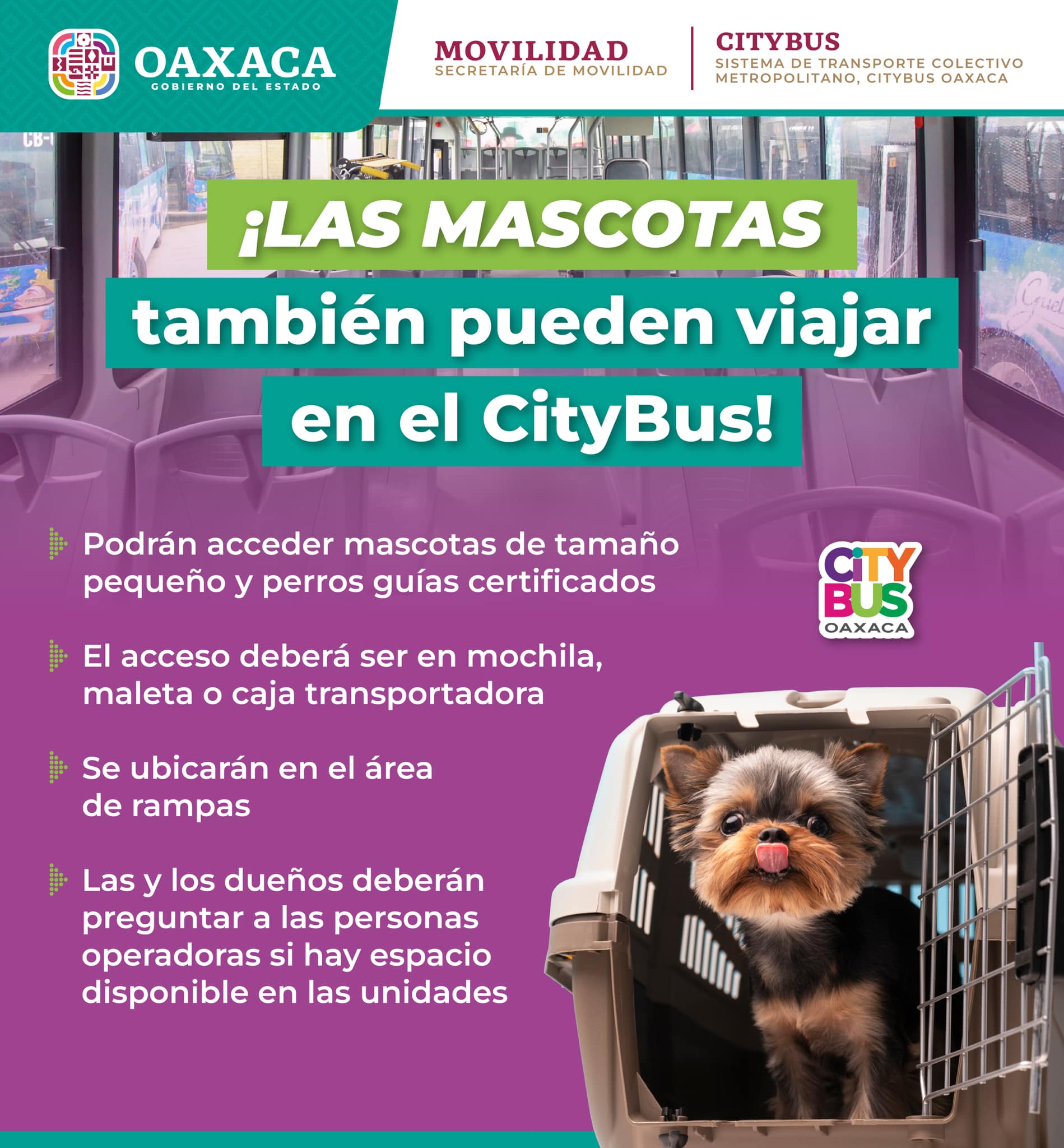 Tu mascota viaja también en CityBus