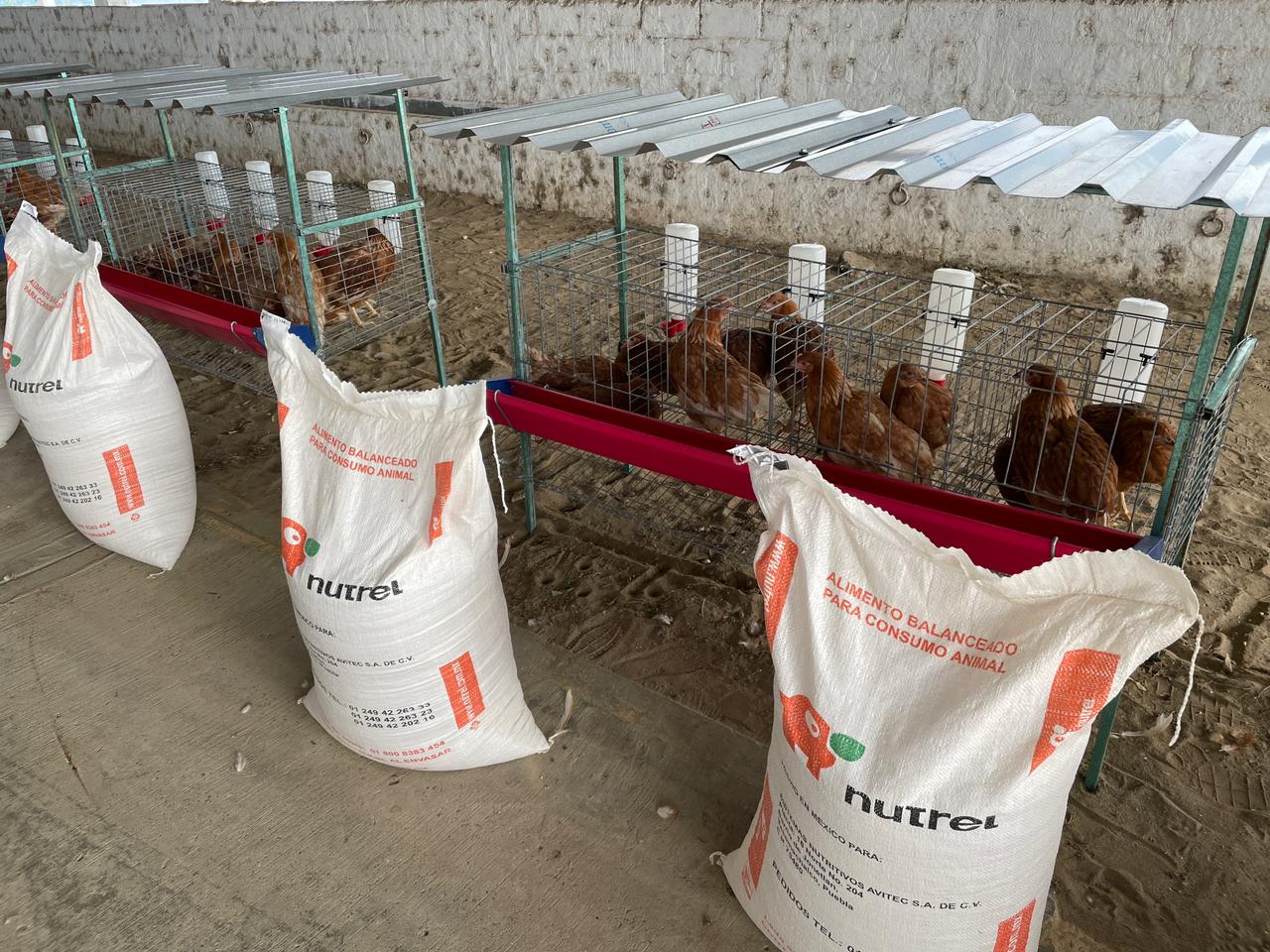 Impulsa Sedapa “Produce en tu casa”, fortalece la economía de familias oaxaqueñas