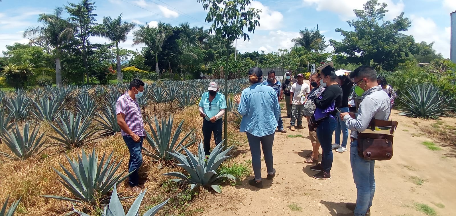 Inicia Sedapa capacitación virtual a productores de Oaxaca