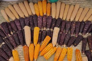 El maíz representa nuestra identidad y enaltece el sabor de la cocina  oaxaqueña – Coordinación de Comunicación Social del Gobierno del Estado