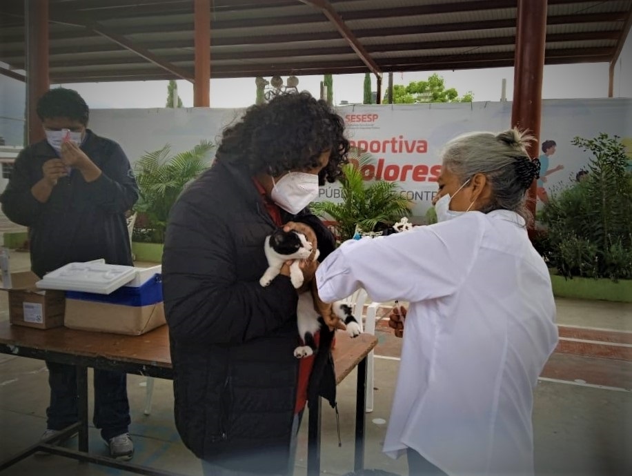 Cuidado de los animales, fundamental para prevenir zoonosis