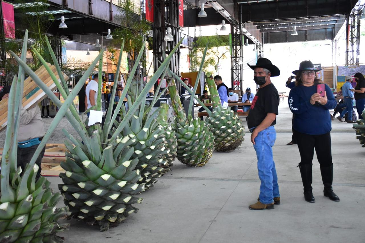 En la Feria del Mezcal 2022, premian a ganadores de “La piña más pesada de maguey”