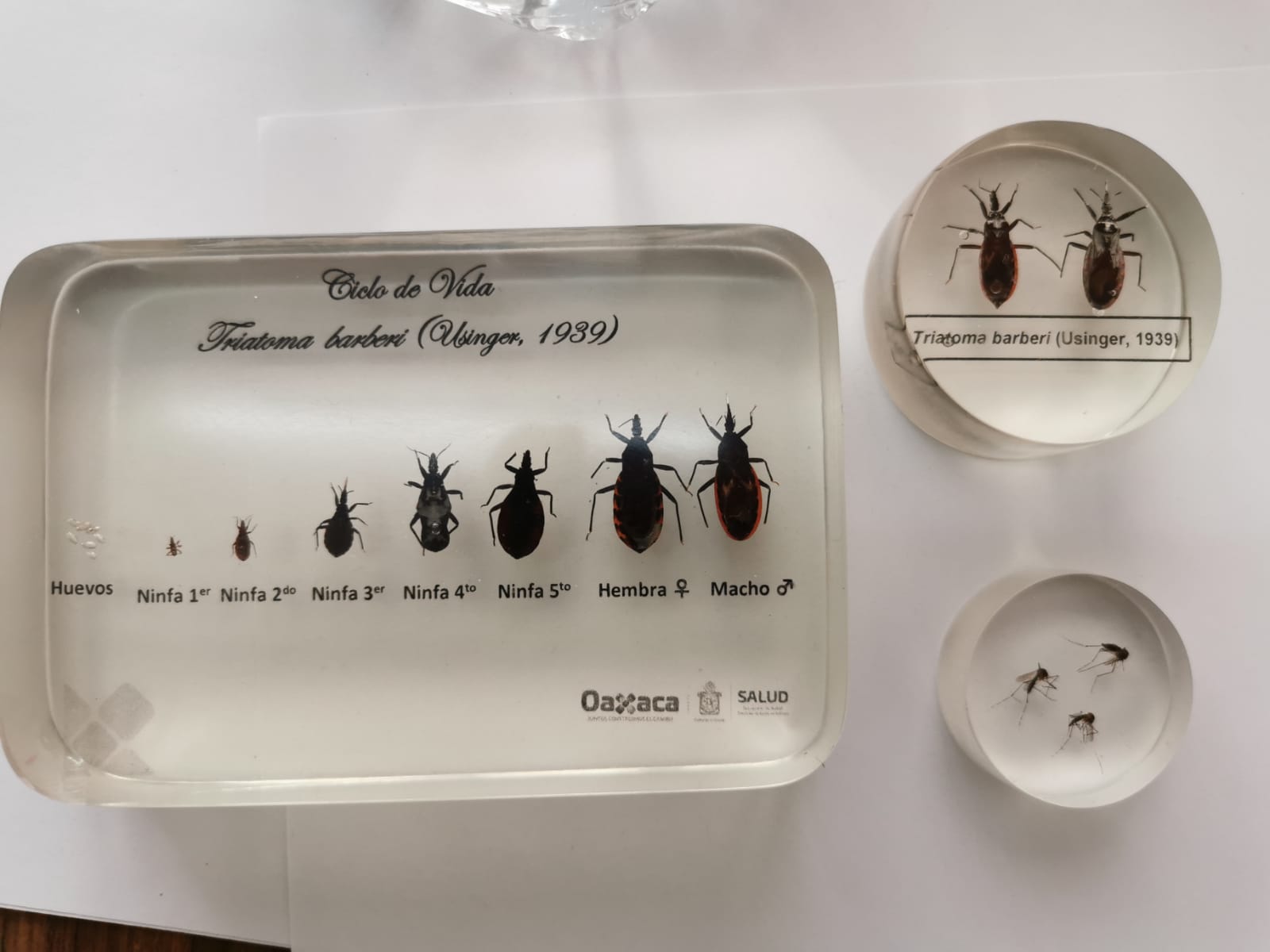 Enfermedad de Chagas, prevenible con limpieza de los hogares: SSO