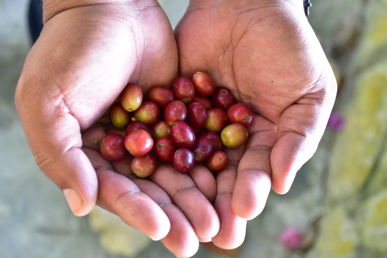 Publicación de la Norma Oficial del Café Pluma, legado del Gobierno de Alejandro Murat