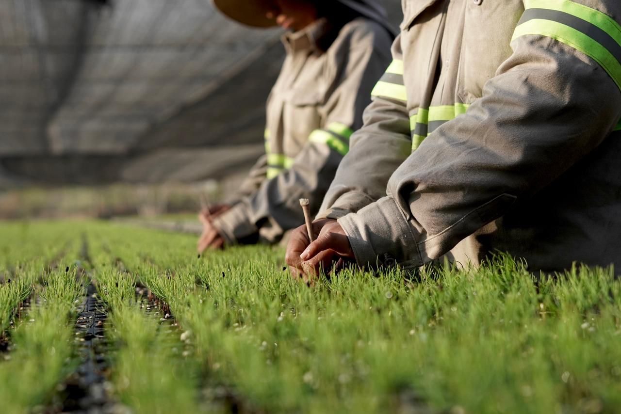 Siembra esperanza Gobierno del Estado en viveros de Coesfo