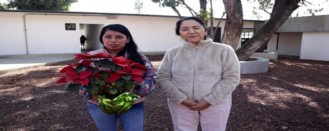 Invita DIF Oaxaca a canjear un producto de la canasta básica por una flor de Nochebuena en el Zócalo
