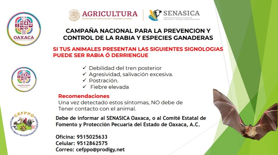 Trabaja Gobierno del Estado en acciones preventivas contra la rabia