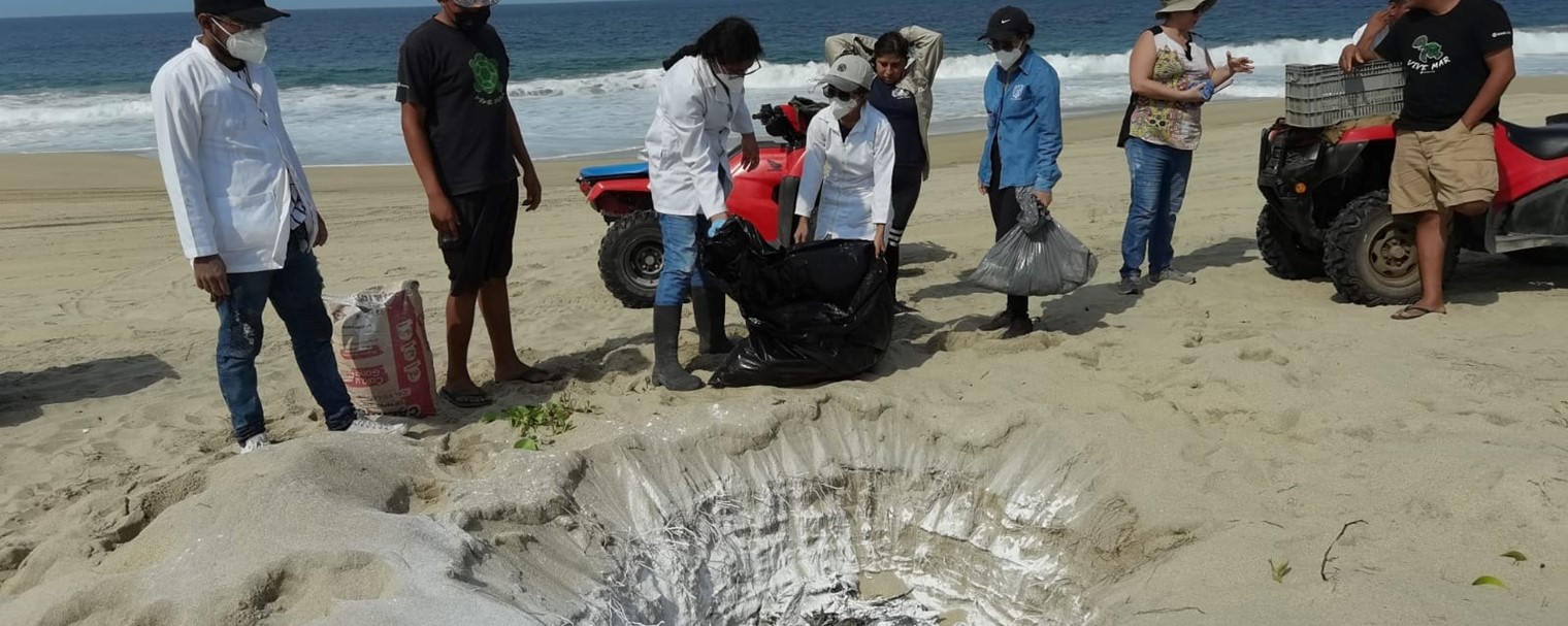 Muerte de aves en las costas de Oaxaca fue por inanición: Umar