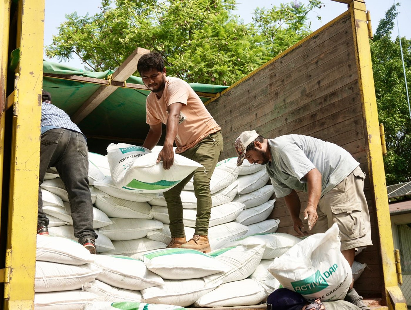 Programa Abasto Seguro de Maíz beneficia a 664 personas productoras de seis municipios