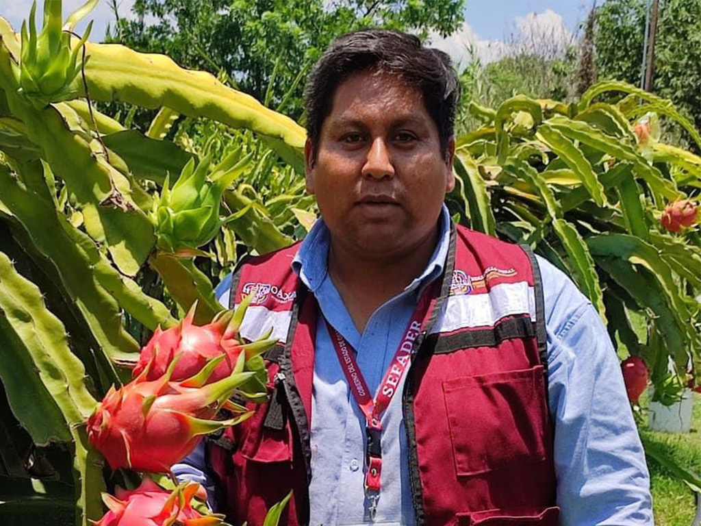 Promueve Sefader cultivo de pitahaya en Oaxaca