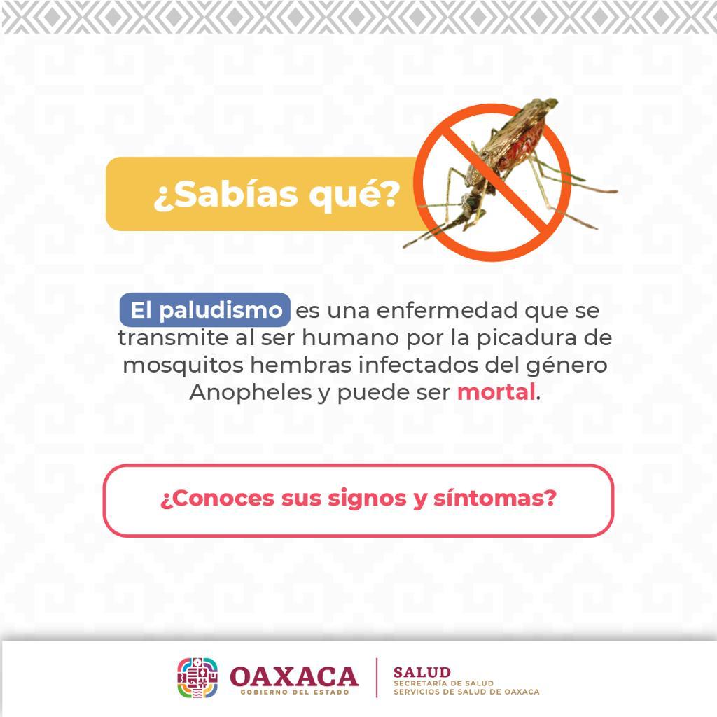 Exhorta SSO a la población a eliminar criaderos del mosquito transmisor del paludismo
