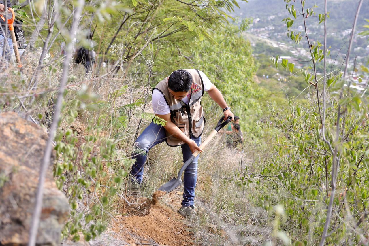 Siembra de árboles contribuye a recargar mantos acuíferos: Soapa