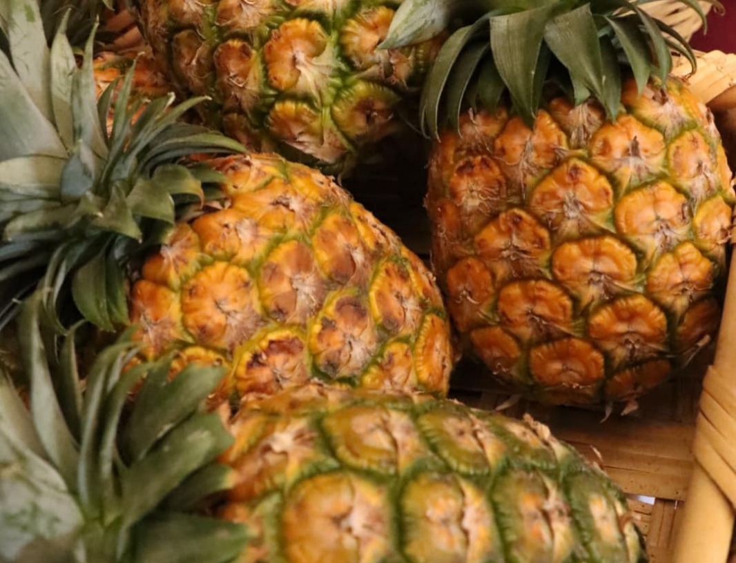 Nuevo esquema agroalimentario impulsado por Salomón Jara busca relanzar al campo oaxaqueño