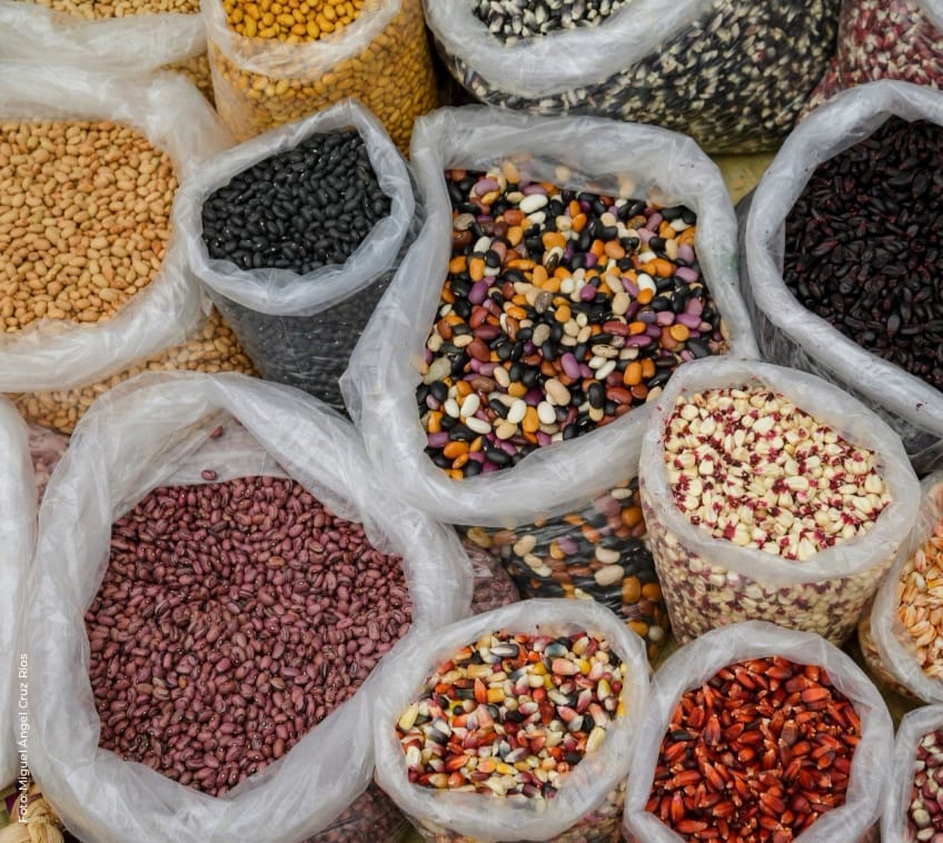 Invita Gobierno de Oaxaca a Feria Estatal de la Agrobiodiversidad