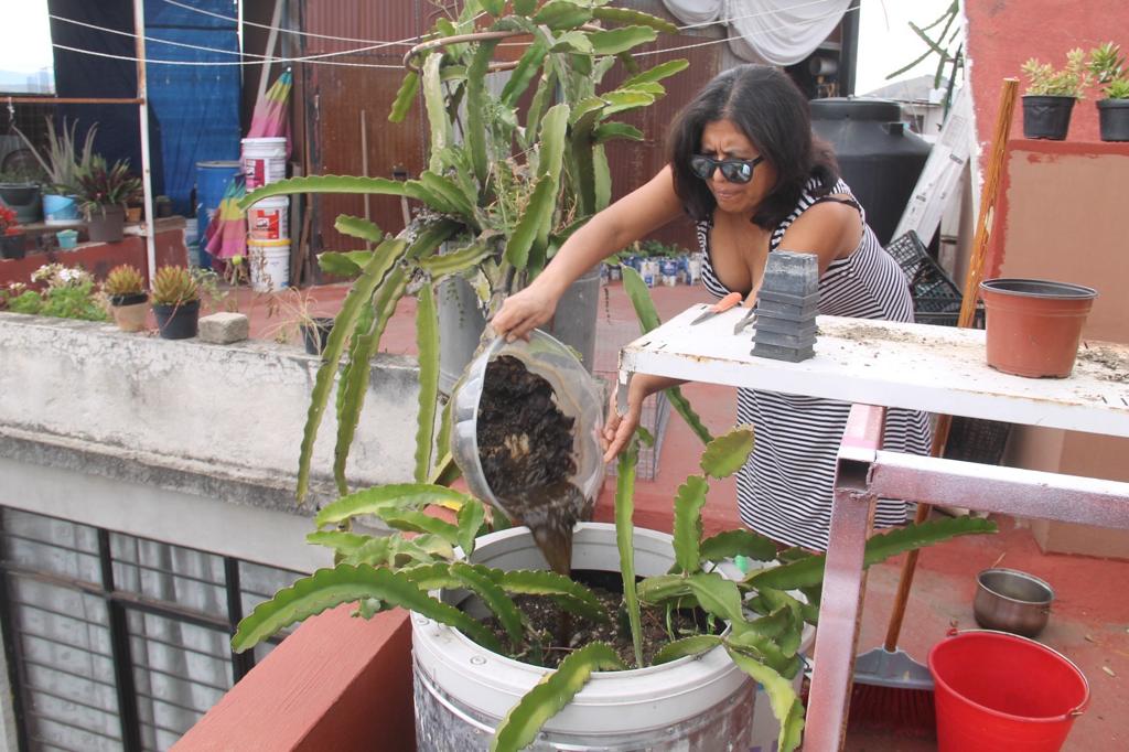 Fundamental seguir con medidas preventivas contra el dengue: SSO