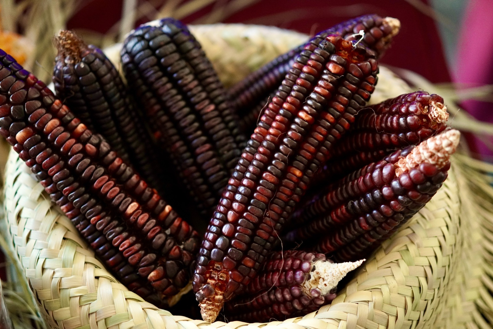 Continuará Gobierno de Oaxaca rescate del campo oaxaqueño en 2024