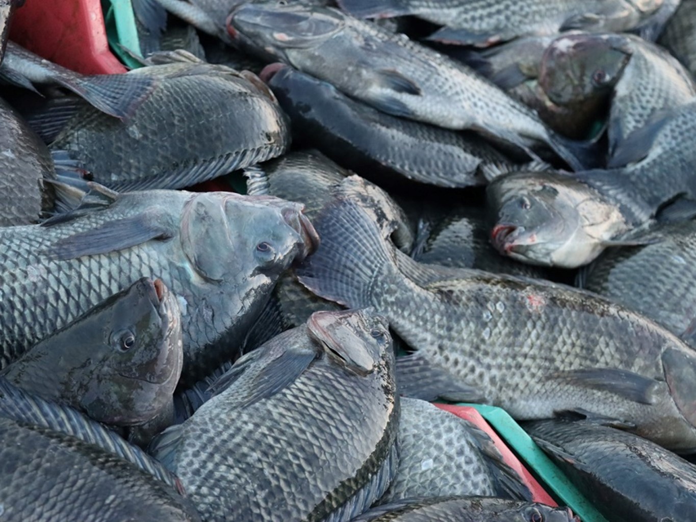 Revierte Sefader insuficiencia alimentaria con producción de peces