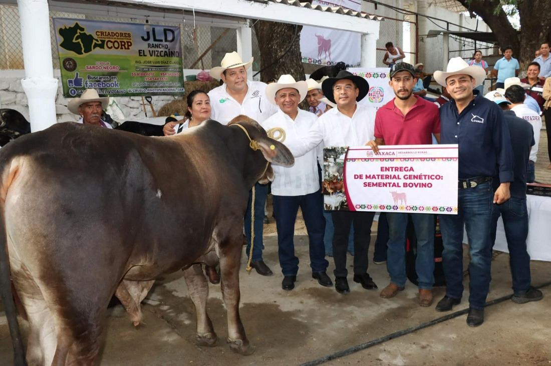 Garantiza Gobierno de Oaxaca el mejoramiento genético en bovinos y ovinos