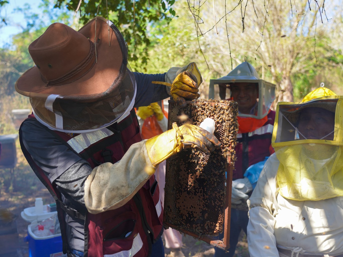 Sefader combate plagas en apiarios de la Costa; continúan acciones de sanidad animal