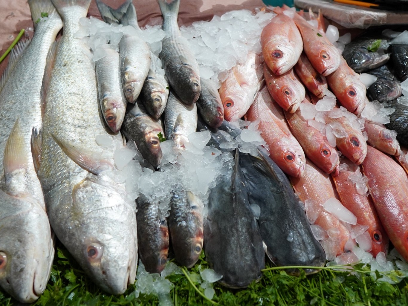 Realiza SSO Operativo Cuaresma Limpia 2024