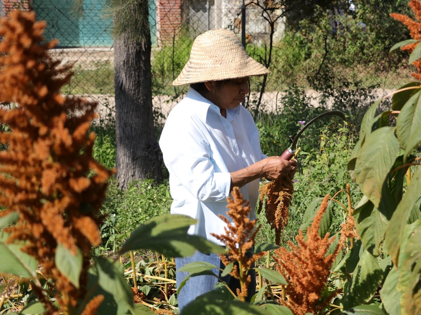 Con más de 40 cursos agropecuarios promueve Icapet desarrollo económico de la población