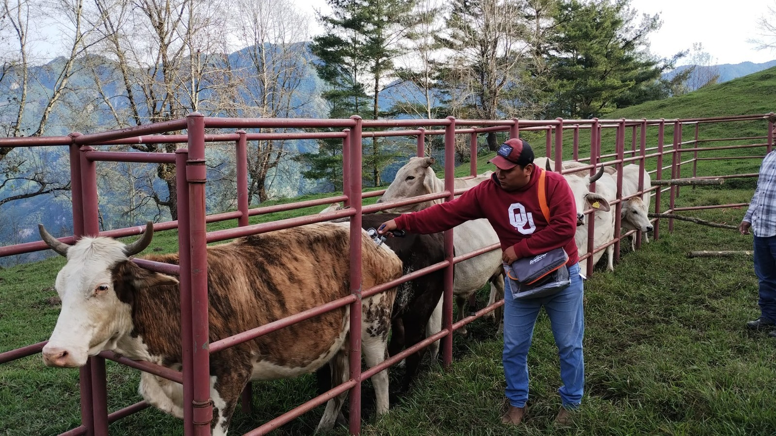 Continúa Sefader campaña de vacunación contra rabia en ganado