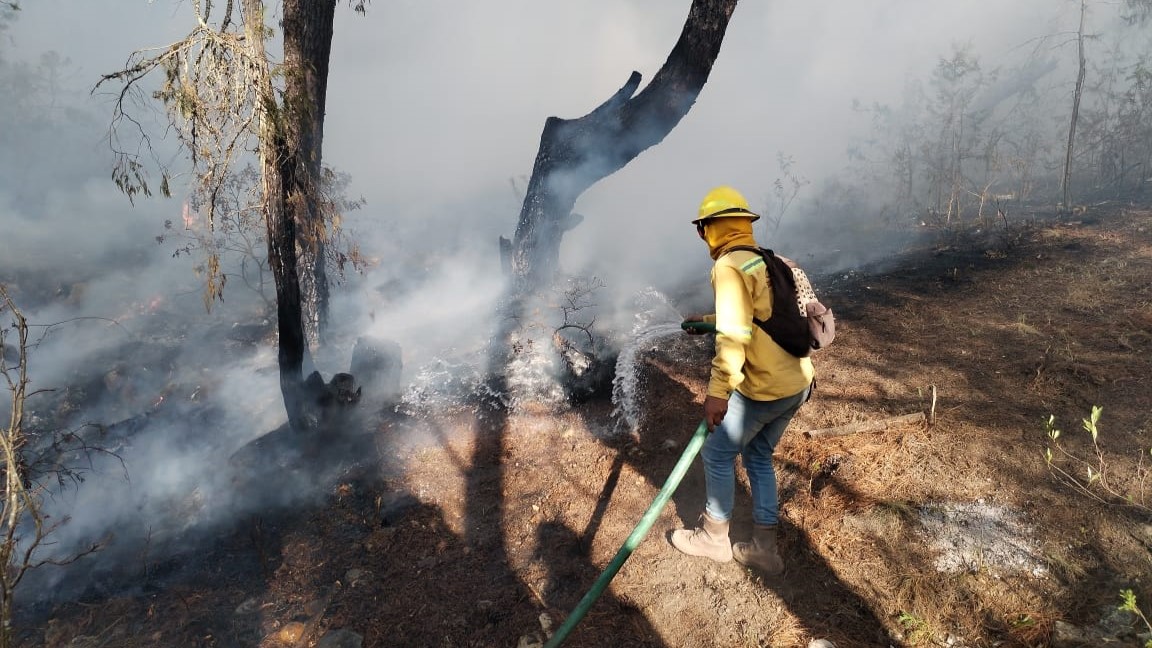 Activos ocho incendios forestales en el estado: Coesfo