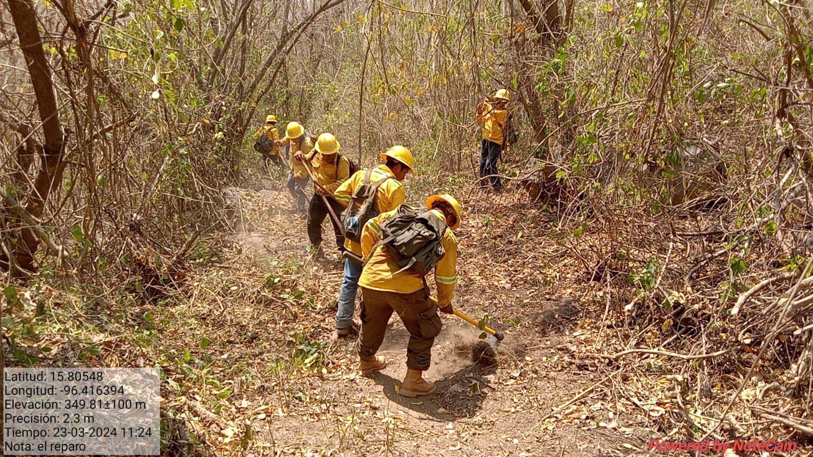 Combate Coesfo incendio forestal en Pochutla