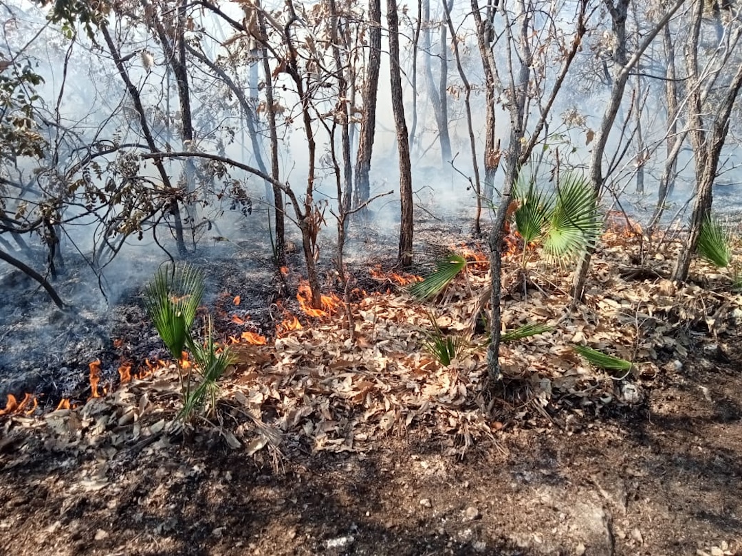 Informa Coesfo que incendio en la Mixteca está controlado