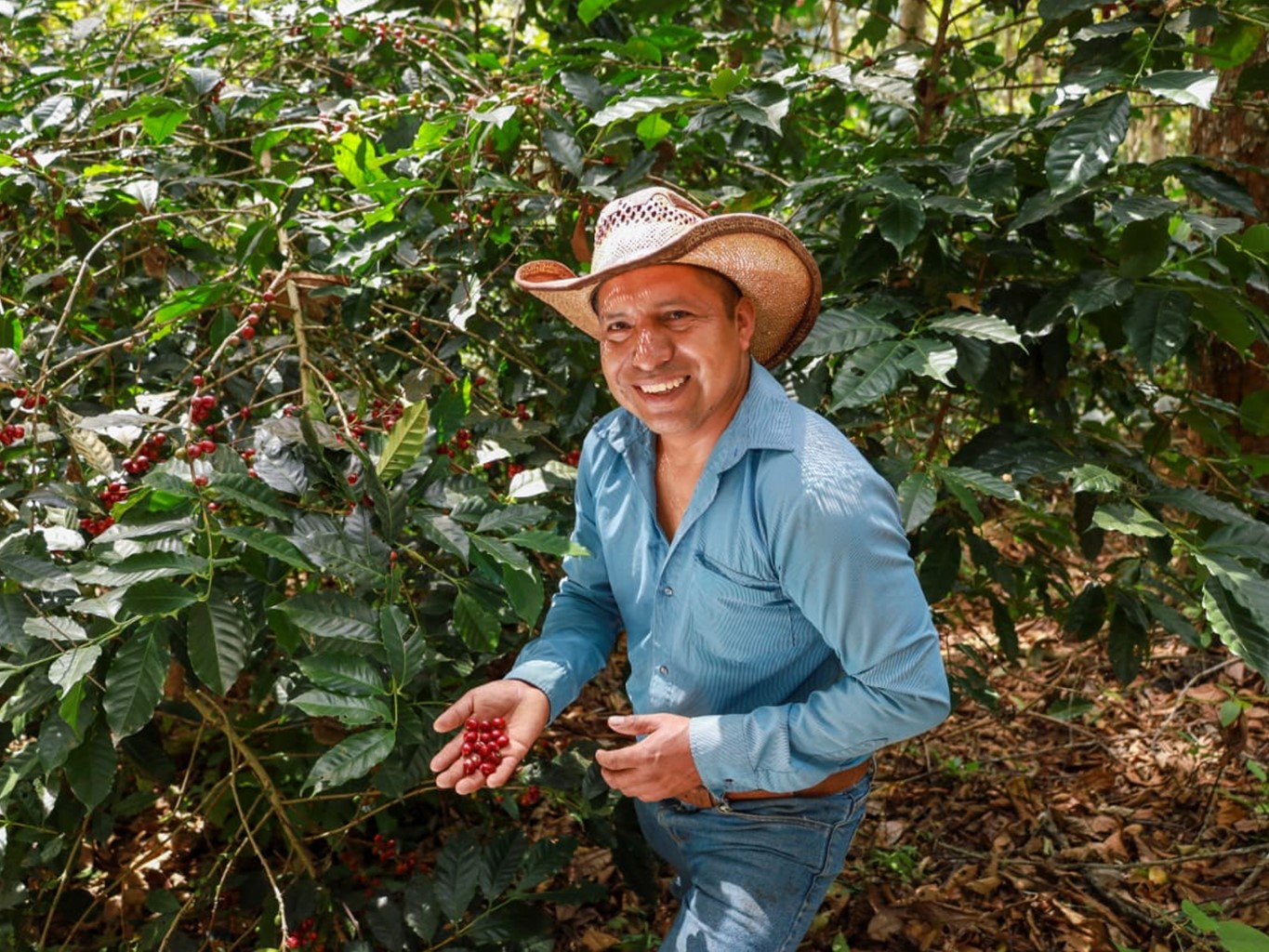 Tendrán proyección nacional e internacional cafetaleras y cafetaleros de Oaxaca