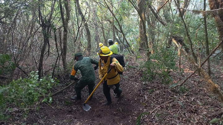 Bajo control total incendio en Lachiguiri y Guienagati: Coesfo
