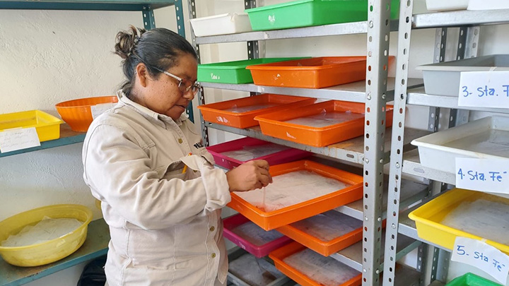 Continúa Tuxtepec con vigilancia entomológica en el combate contra el dengue