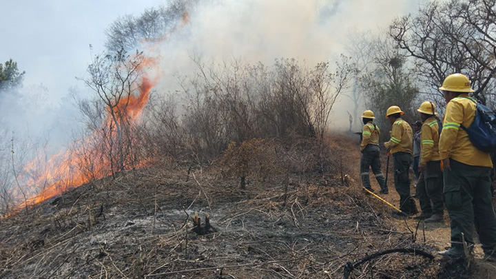 Controla Coesfo incendio forestal en la Sierra de Juárez