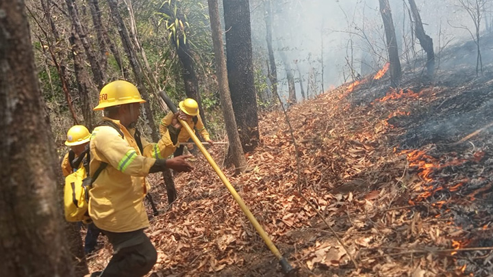Controla y liquida Coesfo incendio forestal en la Costa