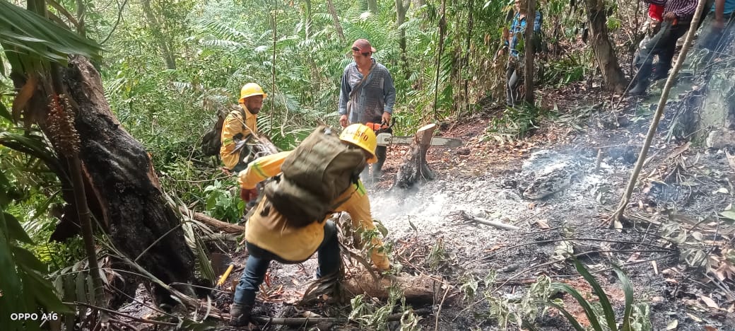 Controlado en su totalidad complejo de incendios forestales en la Sierra de Flores Magón