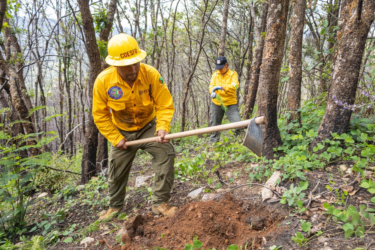 Reforesta Coesfo 11 hectáreas en Asunción Mixtepec