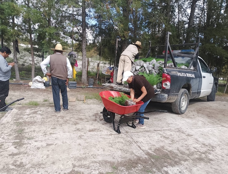 Realizan reforestación en San Antonio Acutla con 6 mil árboles