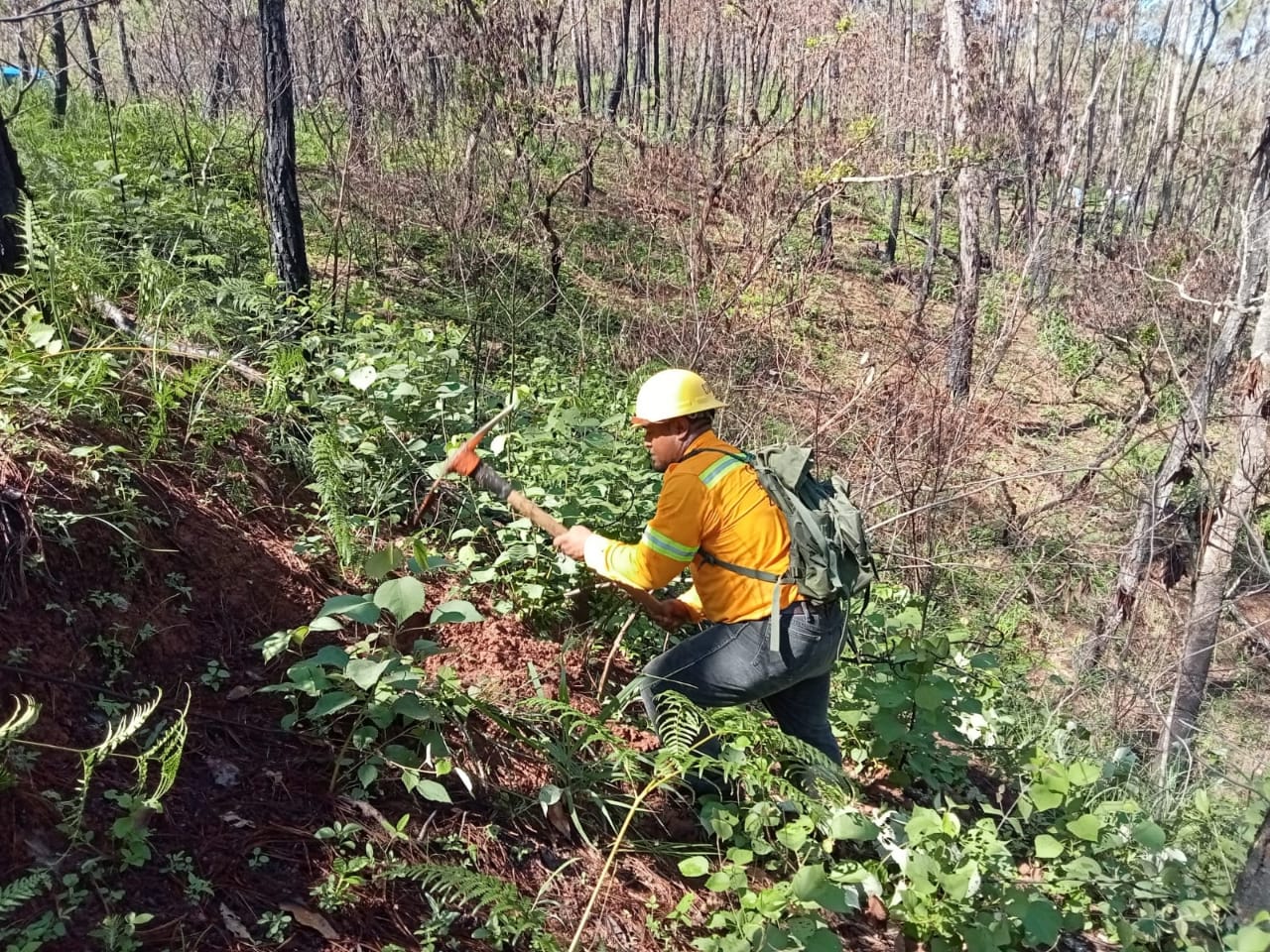 Plantan 12 mil árboles de Reforesta Oaxaca en Putla Villa de Guerrero