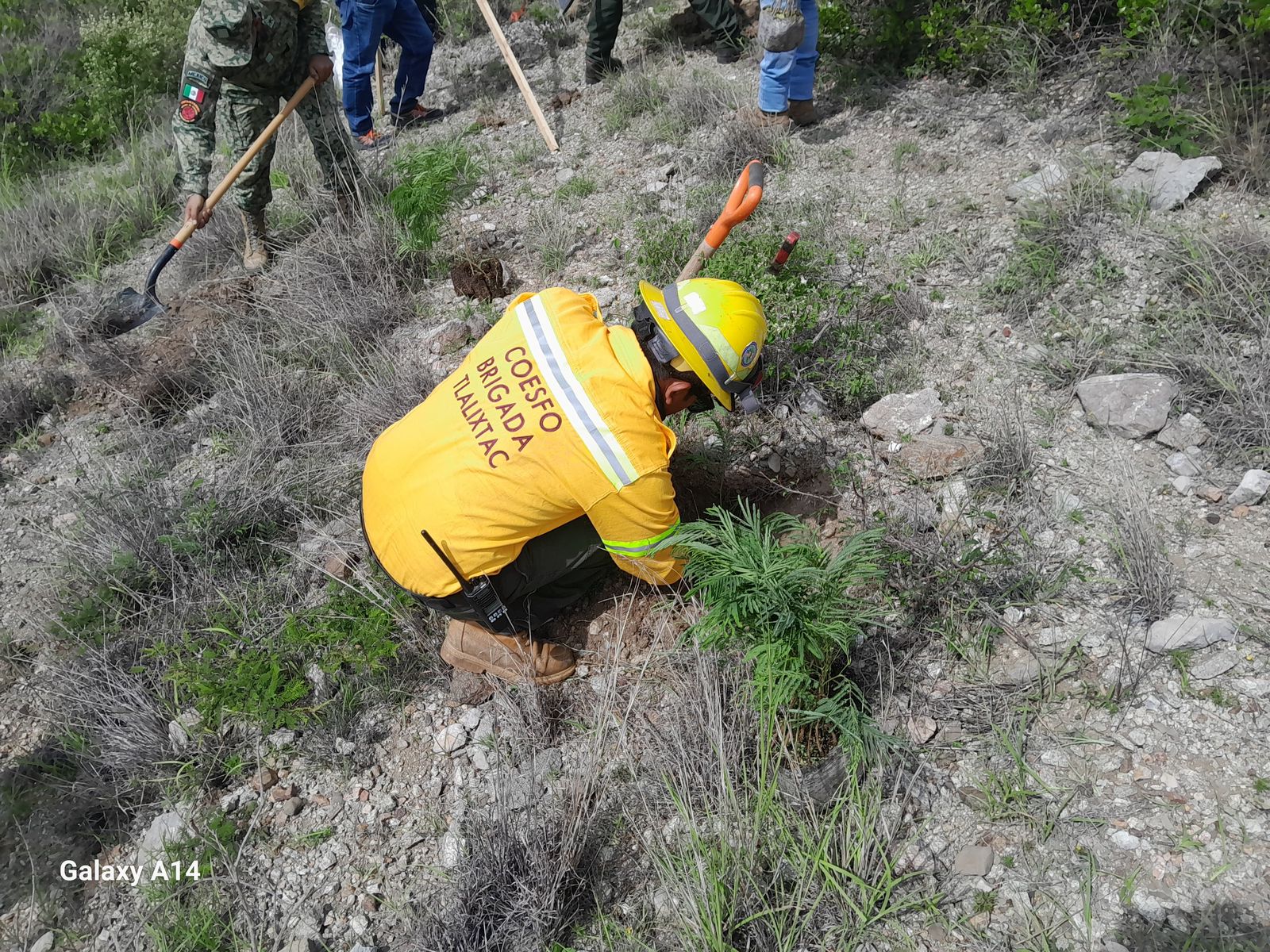 Jornada Estatal de Reforestación llega a San Luis Amatlán