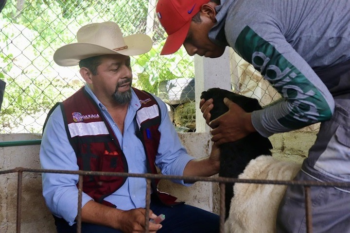 Sefader inicia campaña contra brucelosis en San Juan Bautista Coixtlahuaca