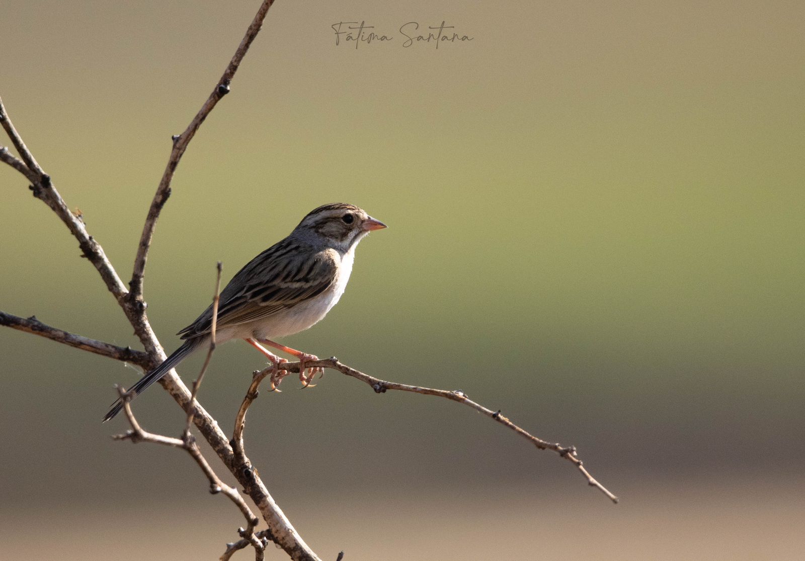 Conmemoran el Día Mundial de las Aves migratorias este sábado