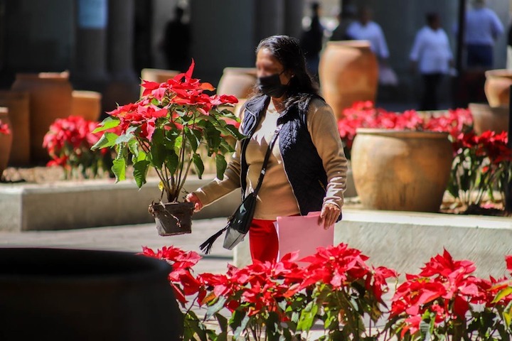 Obsequia Sefader más decinco mil nochebuenas a la población oaxaqueña