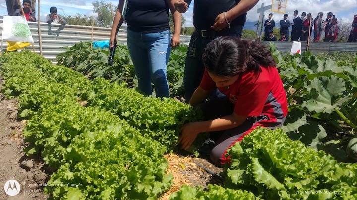 Realiza Sefader primera cosecha del huerto escolar en Nejapa de Madero