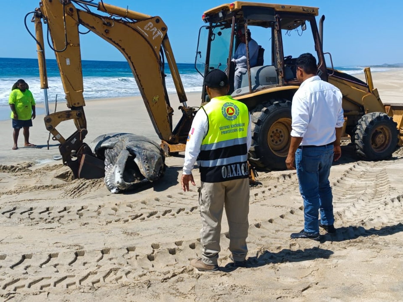Atiende Protección Civil varamiento de ballena en playa de Oaxaca