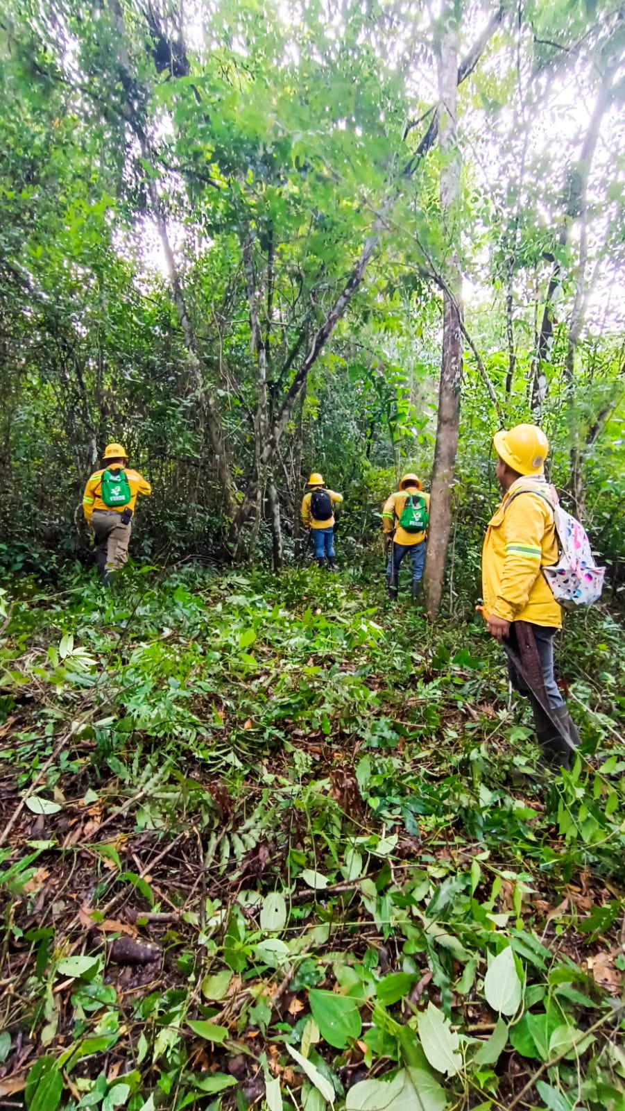 Con brechas cortafuego, protege Coesfo zona forestal en la Cuenca del Papaloapan