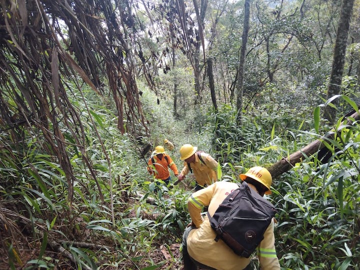 Realiza Coesfo apertura de brecha cortafuego en Reserva de San Isidro Huayápam