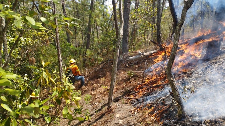 Controla Coesfo incendio forestal en Santiago Ixtayutla