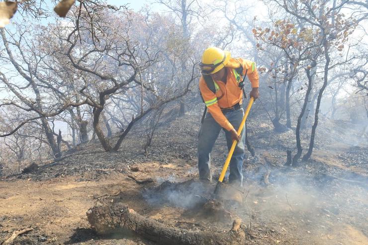 Controlan incendio forestal en límites de Donají y San Felipe del Agua