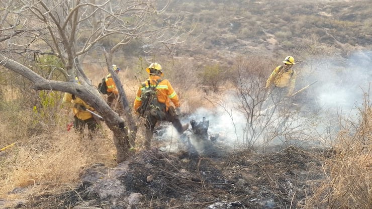 Atiende Coesfo incendio forestal en Valles Centrales