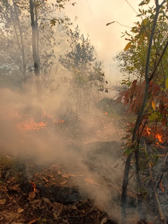 Controla y liquida Coesfo incendio forestal en San Miguel del Puerto